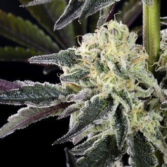 Zoap Rosé (Kannabia) feminizovaná