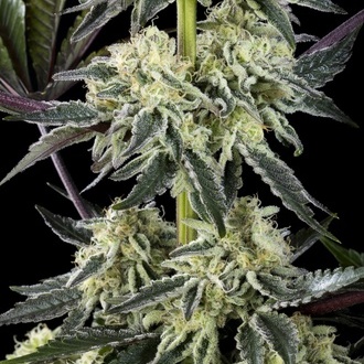 Zoap Rosé (Kannabia) feminizovaná