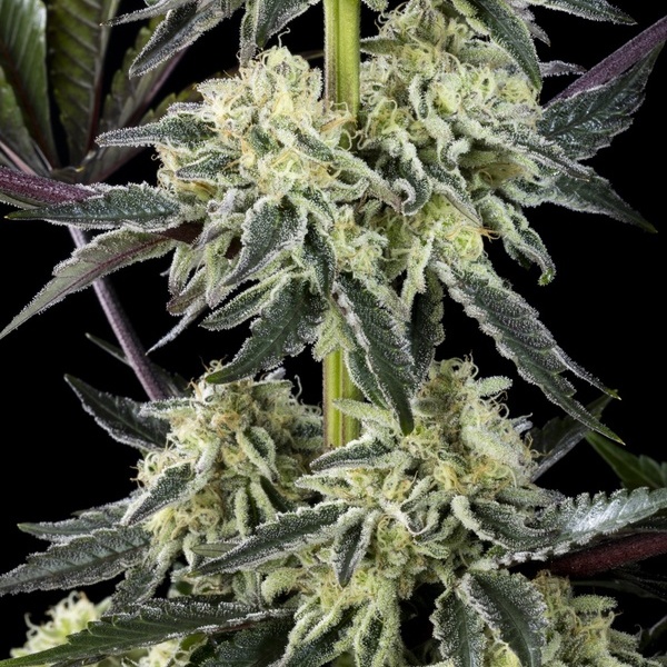 Zoap Rosé (Kannabia) feminizovaná