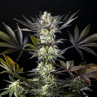 Zoap Rosé (Kannabia) feminizovaná