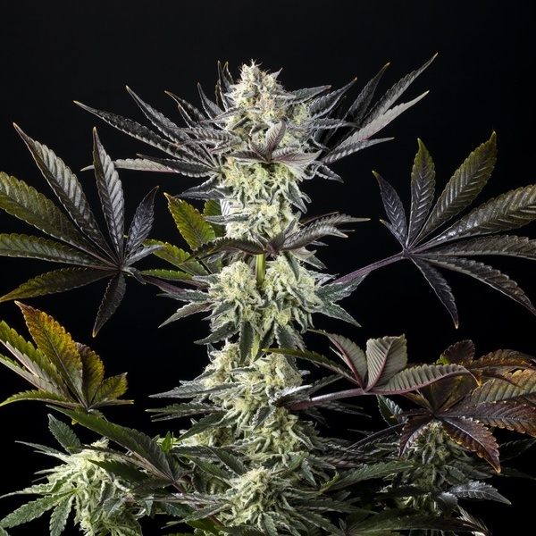 Zoap Rosé (Kannabia) feminizovaná