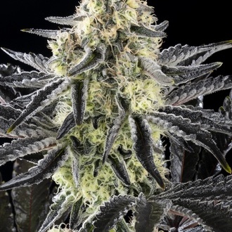 Zoap Rosé (Kannabia) feminizovaná