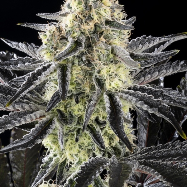 Zoap Rosé (Kannabia) feminizovaná