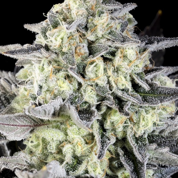 Zoap Rosé (Kannabia) feminizovaná