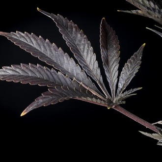 Zoap Rosé (Kannabia) feminizovaná