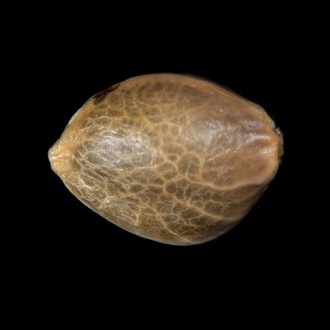 Zoap Rosé (Kannabia) feminizovaná