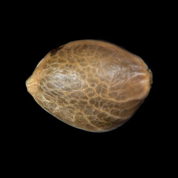 Zoap Rosé (Kannabia) feminizovaná