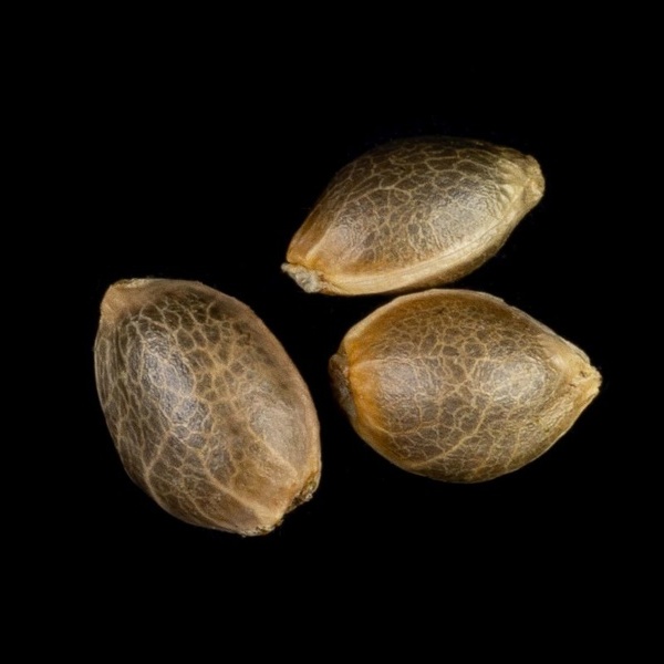 Zoap Rosé (Kannabia) feminizovaná