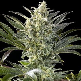 Clementine Slush (Kannabia) feminizovan&aacute;