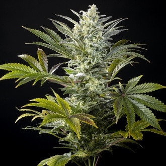 Clementine Slush (Kannabia) feminizovaná