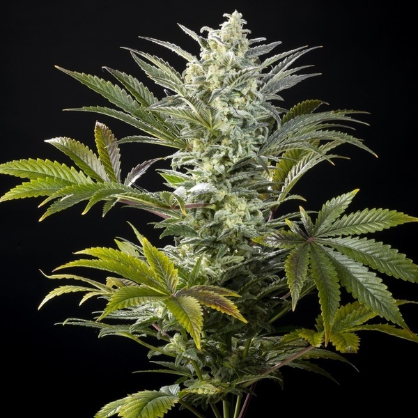 Clementine Slush (Kannabia) feminizovaná