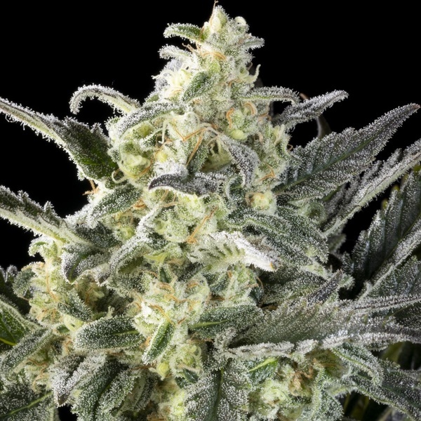 Clementine Slush (Kannabia) feminizovaná