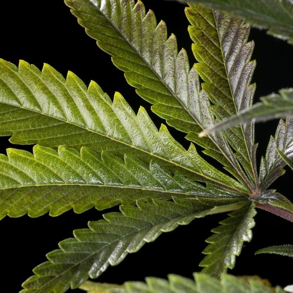 Clementine Slush (Kannabia) feminizovaná