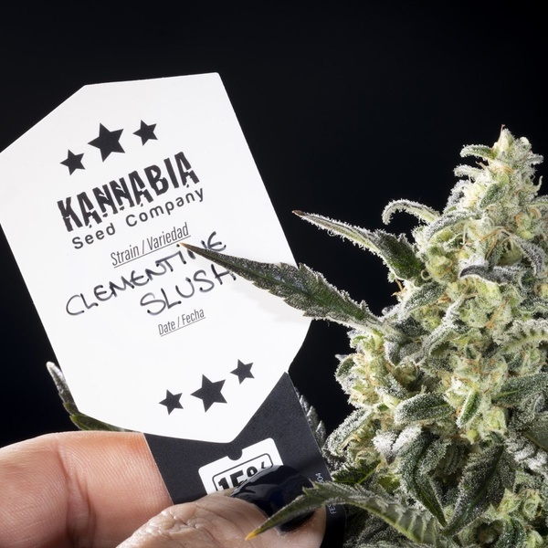 Clementine Slush (Kannabia) feminizovaná