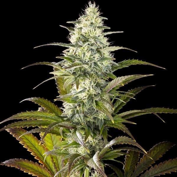 Clementine Slush (Kannabia) feminizovaná