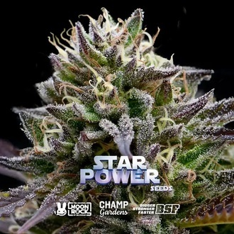Star Power (BSF Seeds x Moon Rock) feminizovan&aacute;
