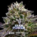 Star Power (BSF Seeds x Moon Rock) feminizovaná