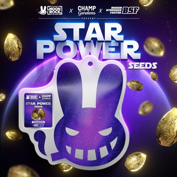 Star Power (BSF Seeds x Moon Rock) feminizovaná