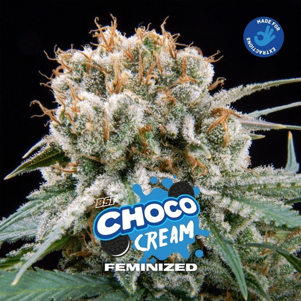 Choco Cream (BSF Seeds) feminizovaná