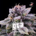 GTA (BSF Seeds) feminizovaná