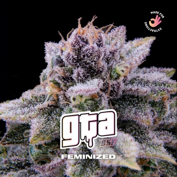 GTA (BSF Seeds) feminizovaná