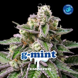 G-Mint (BSF Seeds) feminizovan&aacute;