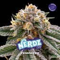 Nerdz (BSF Seeds) feminizovaná