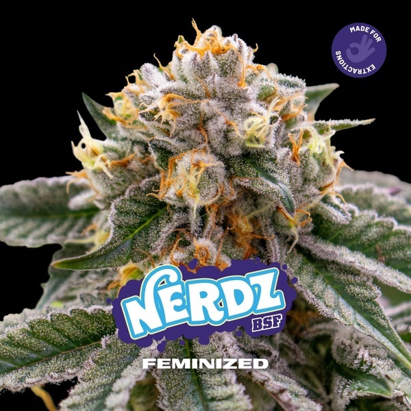 Nerdz (BSF Seeds) feminizovaná