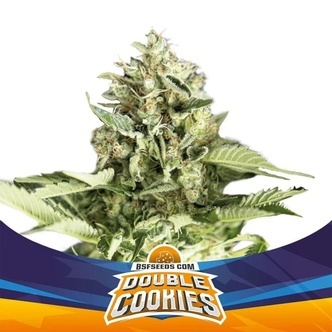 Double Cookies Auto (BSF Seeds) feminizovan&aacute;