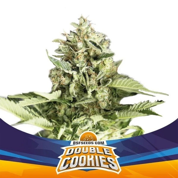 Double Cookies Auto (BSF Seeds) feminizovaná
