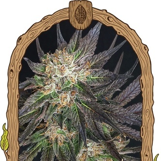 Georgia Cream (Exotic Seed) feminizovan&aacute;