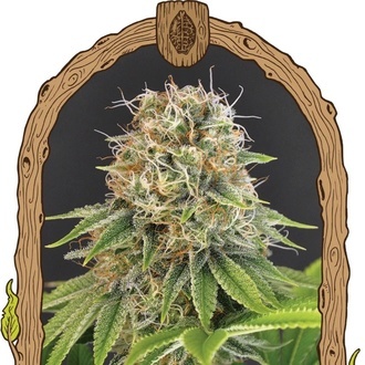 Wedding Monkey (Exotic Seed) feminizovan&aacute;