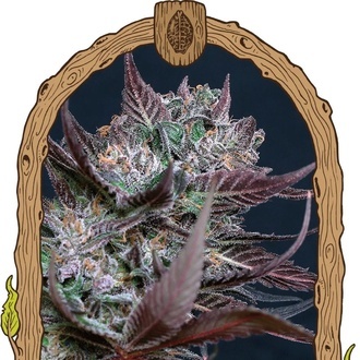 Black Lemon (Exotic Seed) feminizovan&aacute;