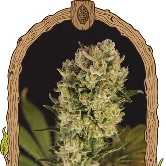 Candy Jungle Samonakv&eacute;tac&iacute; (Exotic Seed) feminizovan&aacute;