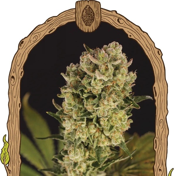 Candy Jungle Samonakvétací (Exotic Seed) feminizovaná