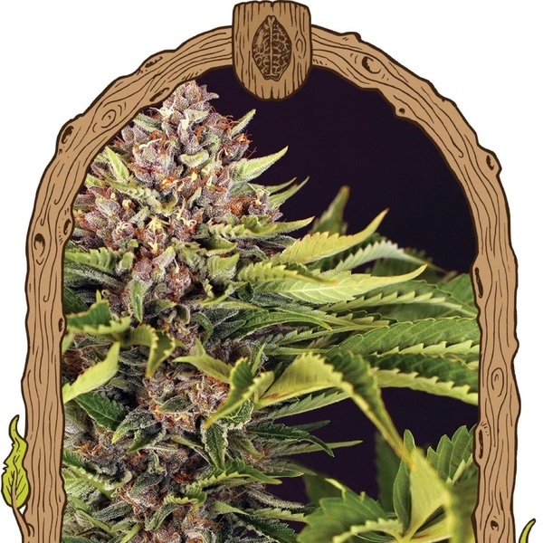 ZZZ... (Exotic Seed) feminizovaná