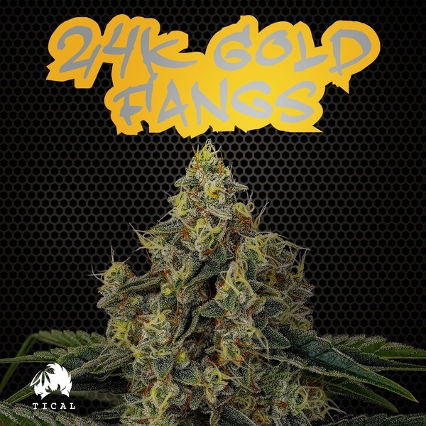 24K Gold Fangs (TICAL) feminizovaná