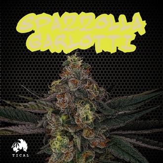 Spazzola Garletti (TICAL) feminizovan&aacute;