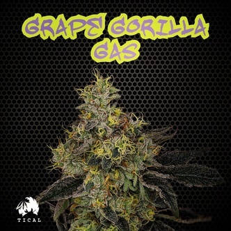 Grape Gorilla Gas (TICAL) feminizovan&aacute;
