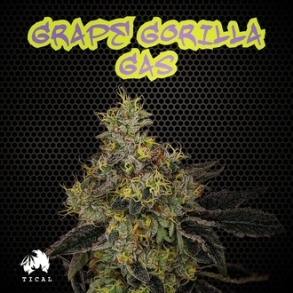 Grape Gorilla Gas (TICAL) feminizovan&aacute;