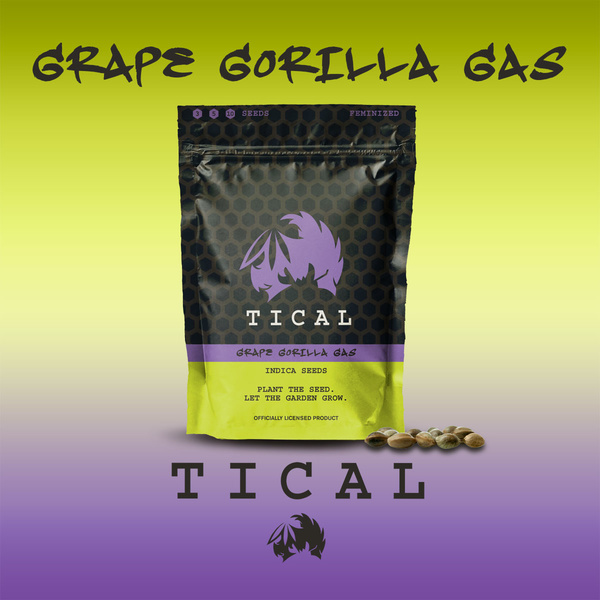 Grape Gorilla Gas (TICAL) feminizovaná