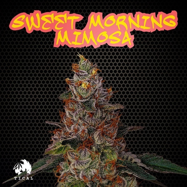Sweet Morning Mimosa (TICAL) feminizovaná