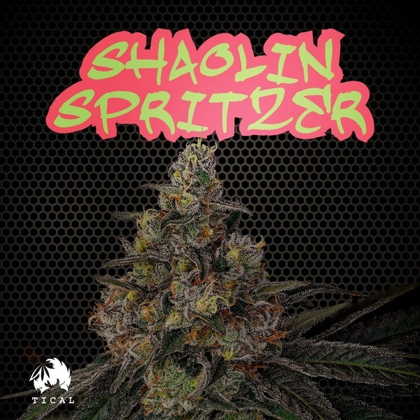 Shaolin Spritzer (TICAL) feminizovaná