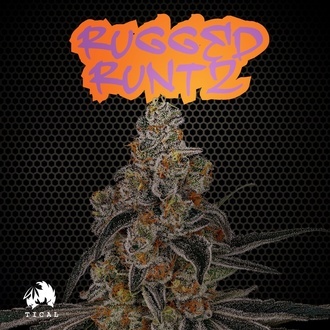 Rugged Runtz (TICAL) feminizovan&aacute;