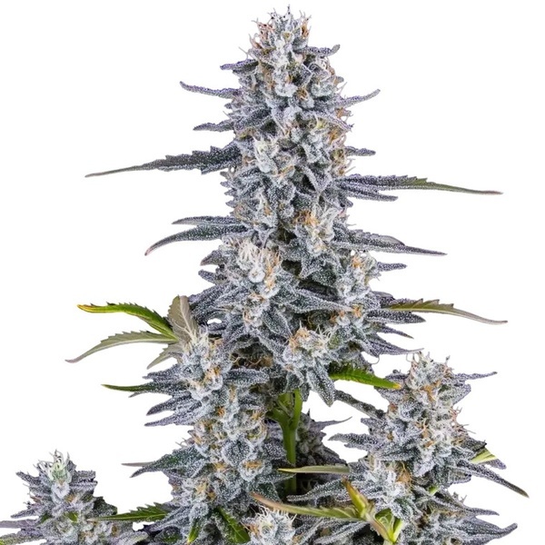 Super Boof Samonakvétací (FastBuds) feminizovaná