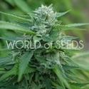 Mongolia THC Free (World of Seeds) feminizovaná