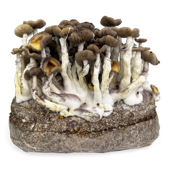 Pěstebn&iacute; s&aacute;ček Zamnesia Ready-2-Grow &bdquo;Golden Teacher&ldquo;