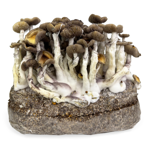 Pěstební sáček Zamnesia Ready-2-Grow „Golden Teacher“