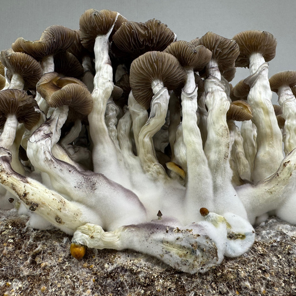 Pěstební sáček Zamnesia Ready-2-Grow „Golden Teacher“