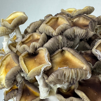 Pěstební sáček Zamnesia Ready-2-Grow „Golden Teacher“